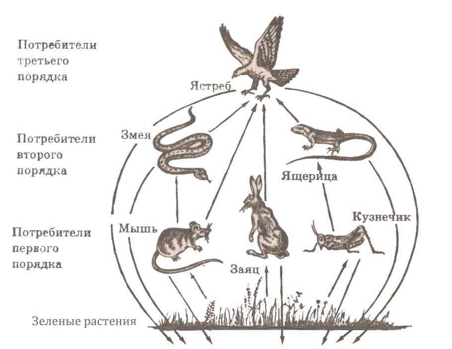 Цепь питания продуценты консументы редуценты