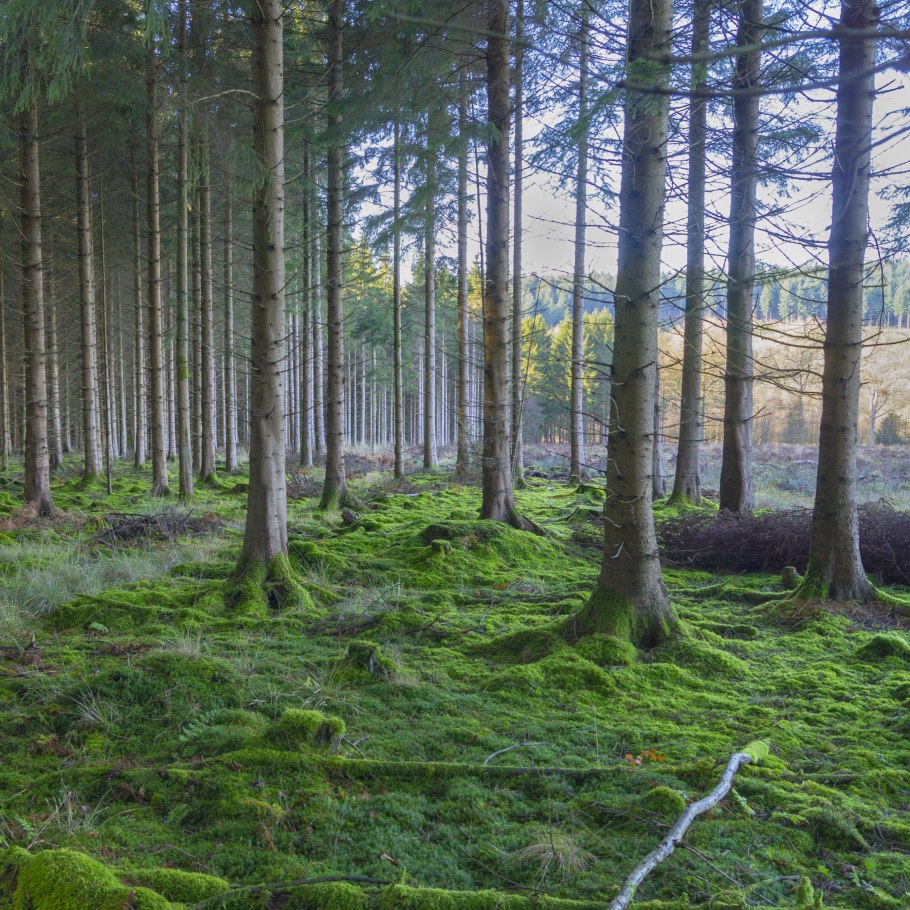Вторичная экологическая сукцессия