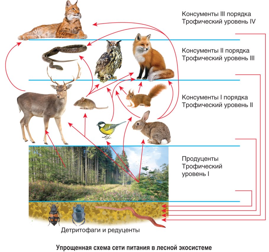 Светлохвойная Лиственничная Тайга