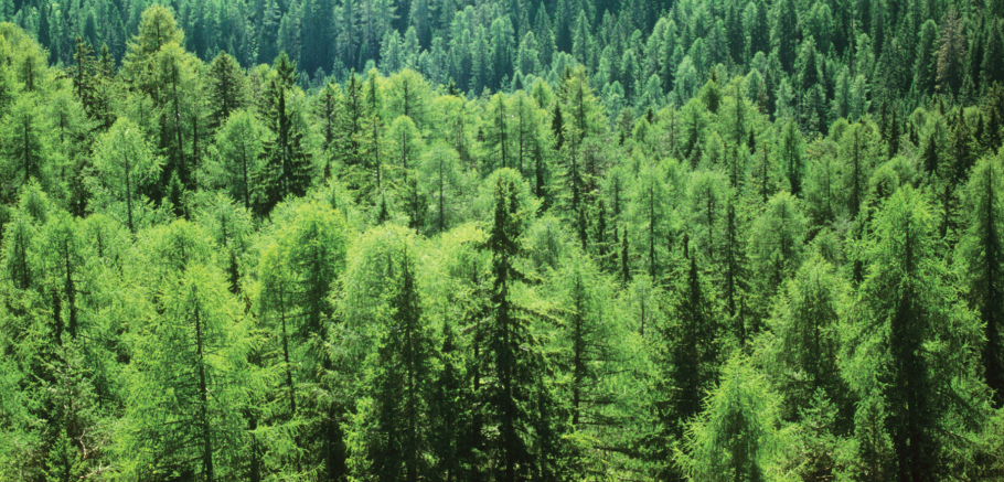 Бореальные леса