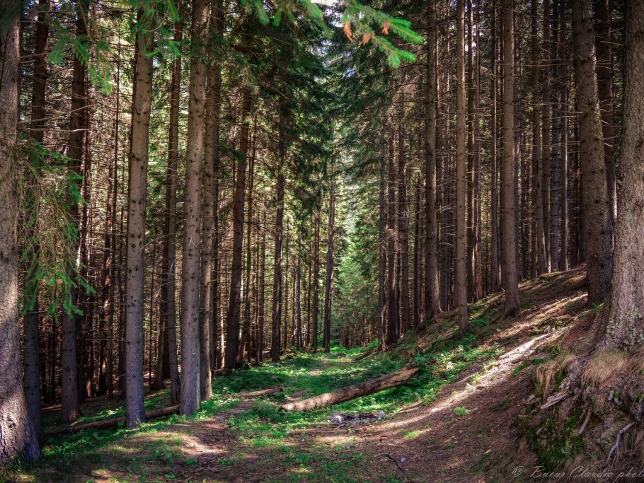 Тропинки лес Дзержинский