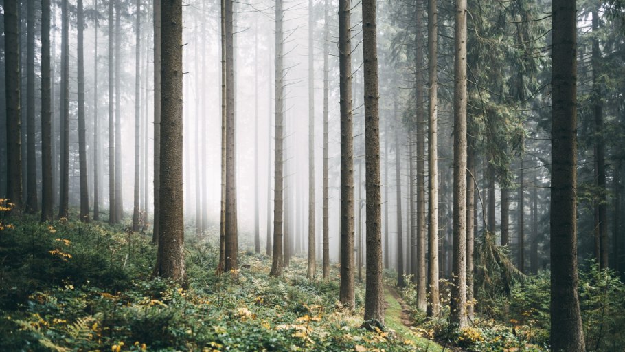 Экосистема лес