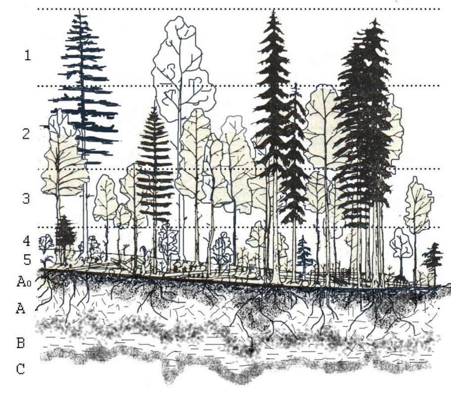 Ярусность Лесной экосистемы