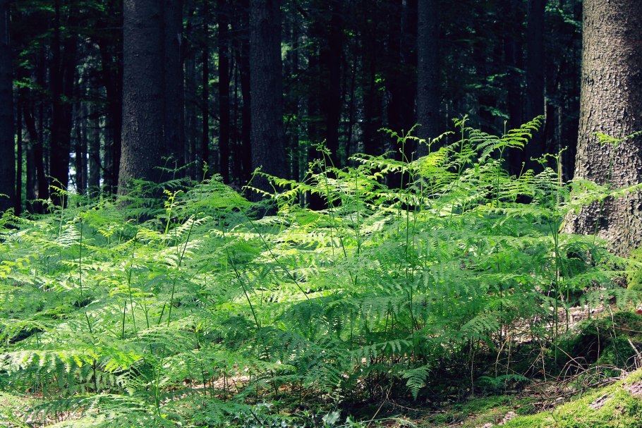 Папоротник ярус