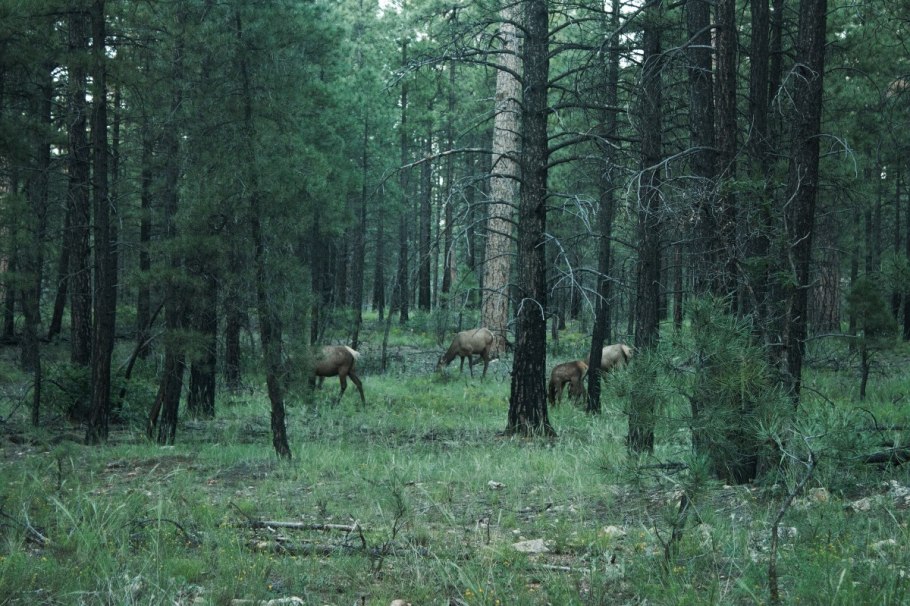 Смешанные и широколиственные леса России Флора и фауна
