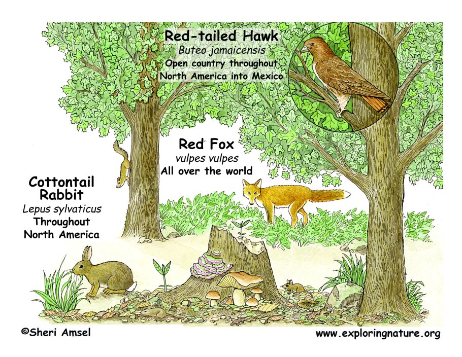 Экосистема леса