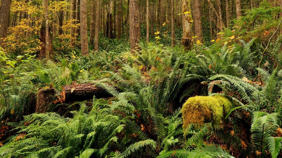 Елово широколиственный лес