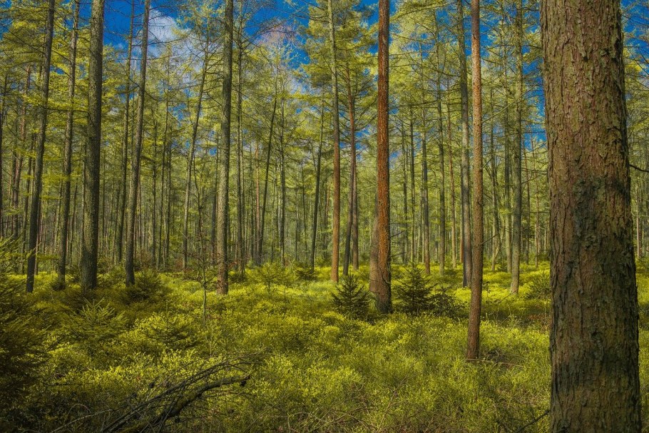 Сосновый лес в Германии