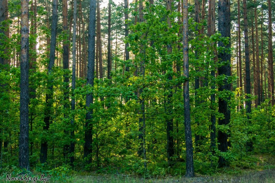Западно-Сибирский смешанный лес