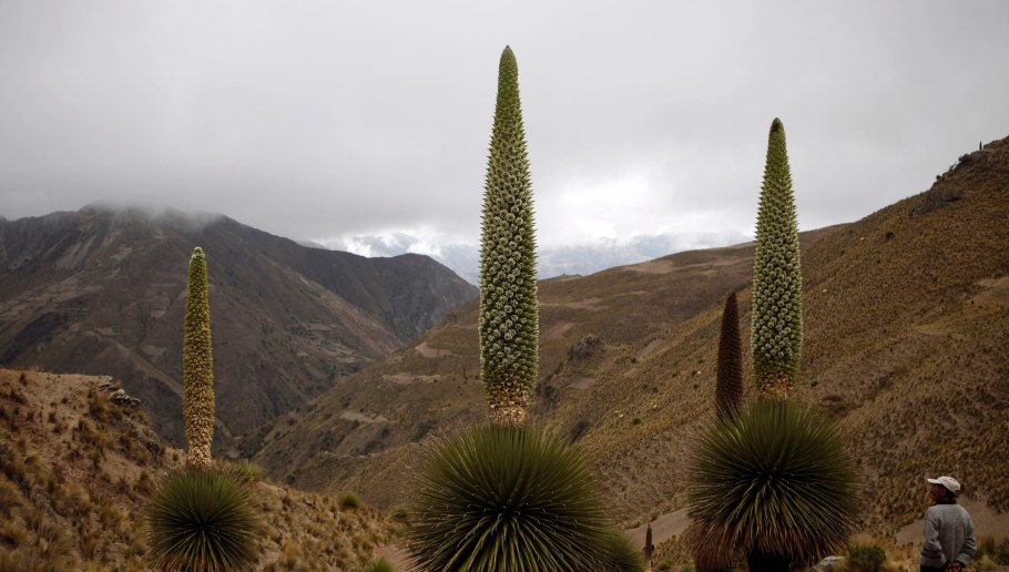 Пуйя Раймонда (Puya raimondii)