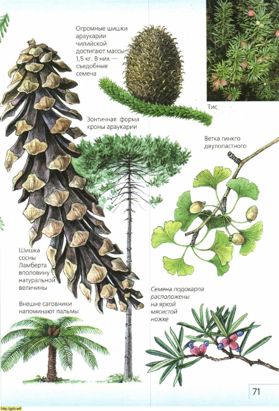 Пихта ель сосна Секвойя