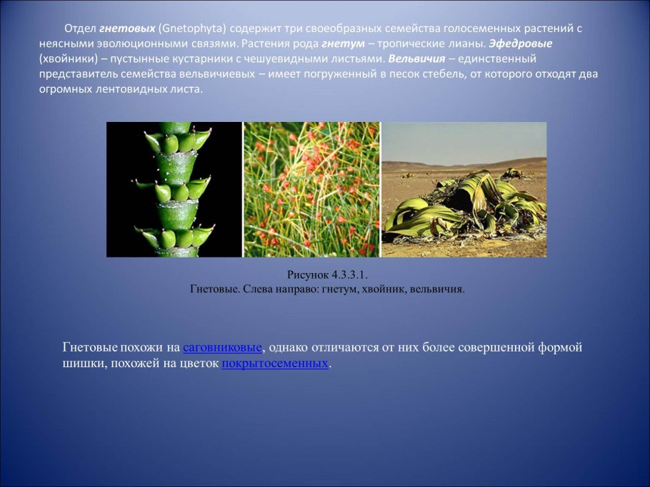 Семя голосеменных растений