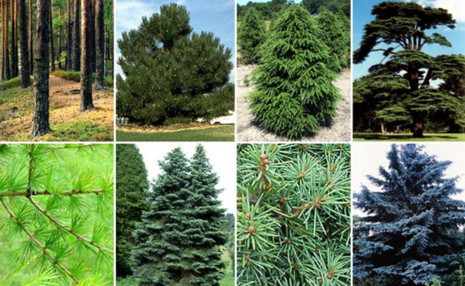 Ель Аянская Picea ajanensis