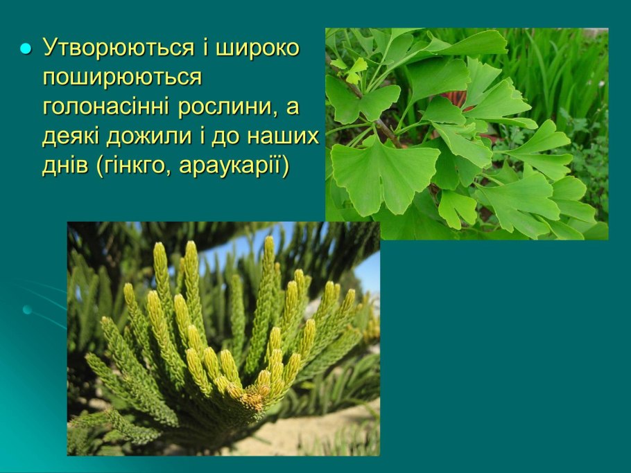 Хвоинки дерева сосна Кедровая