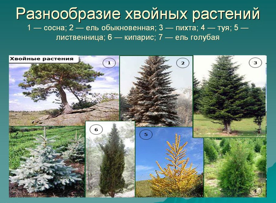 Хвойные Голосеменные растения