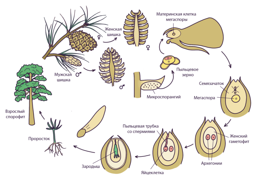 Голосеменные:ель сосна, лиственница