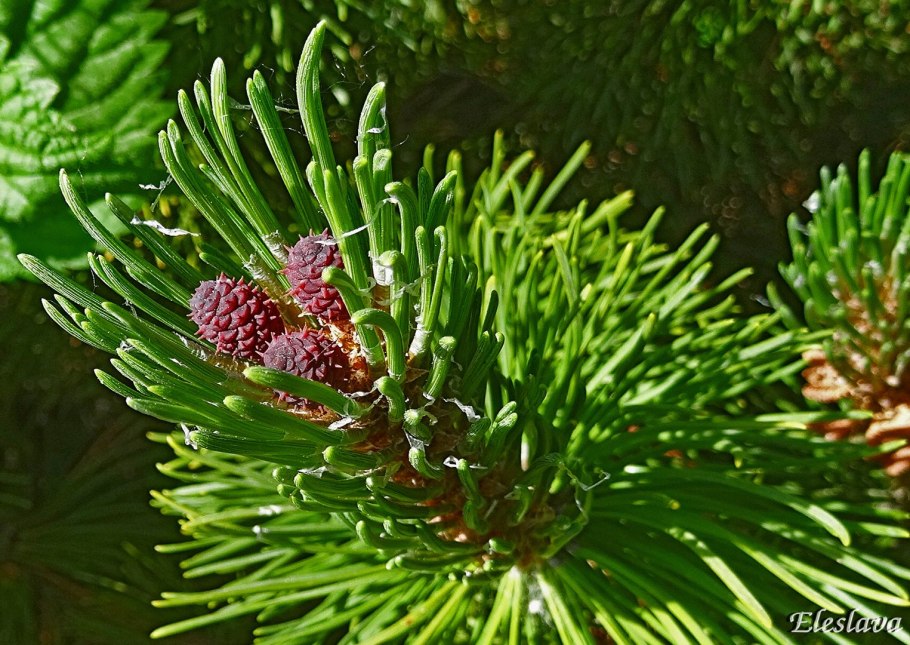 Плауновидные, Моховидные и Папоротниковидные