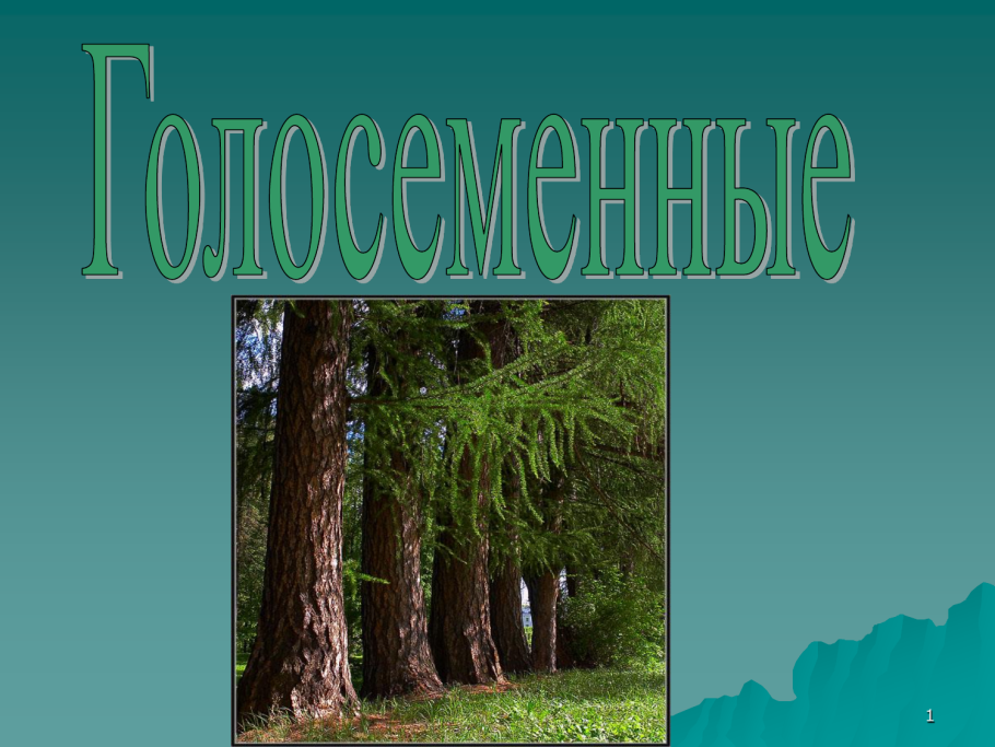 Хвоя голосеменных