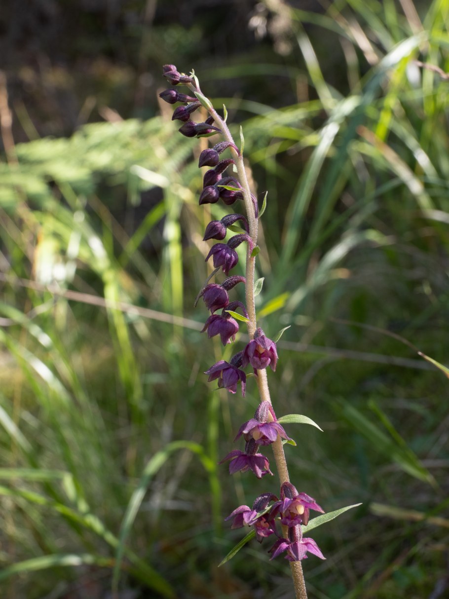 Растение Epipactis atrorubens Королевский геллеборин в Шотландии