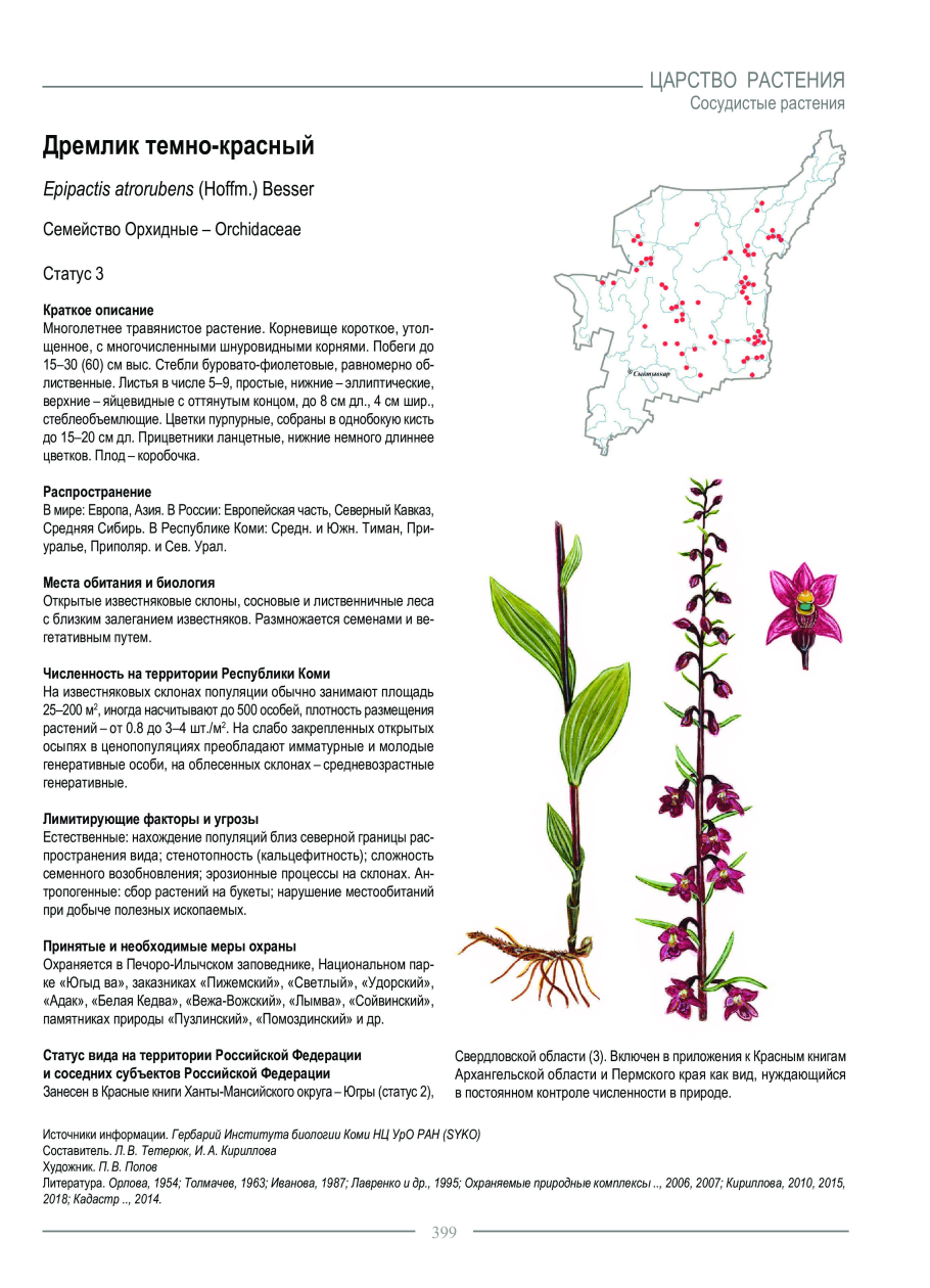 Дремлик темно-красный (Epipactis atrorubens)
