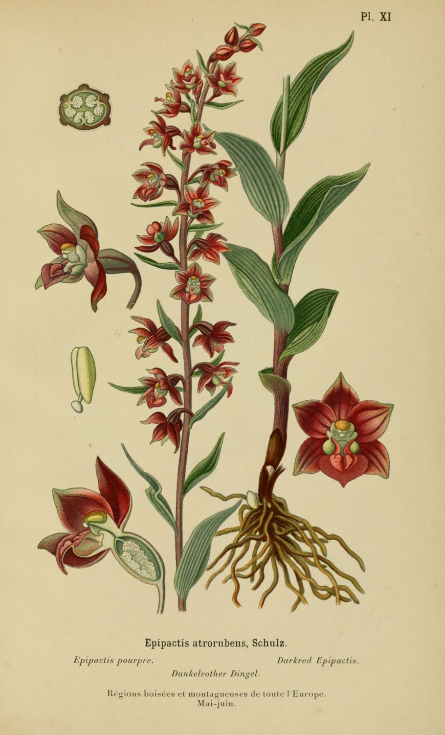 Дремлик зимовниковый – Epipactis helleborine