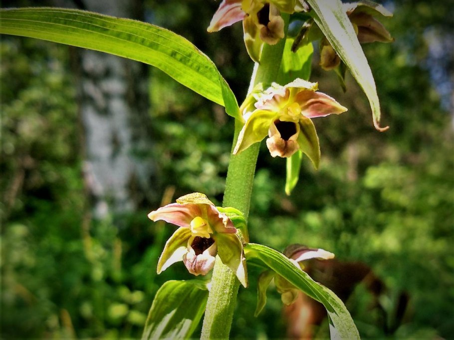 Дремлик темно-красный (Epipactis atrorubens)