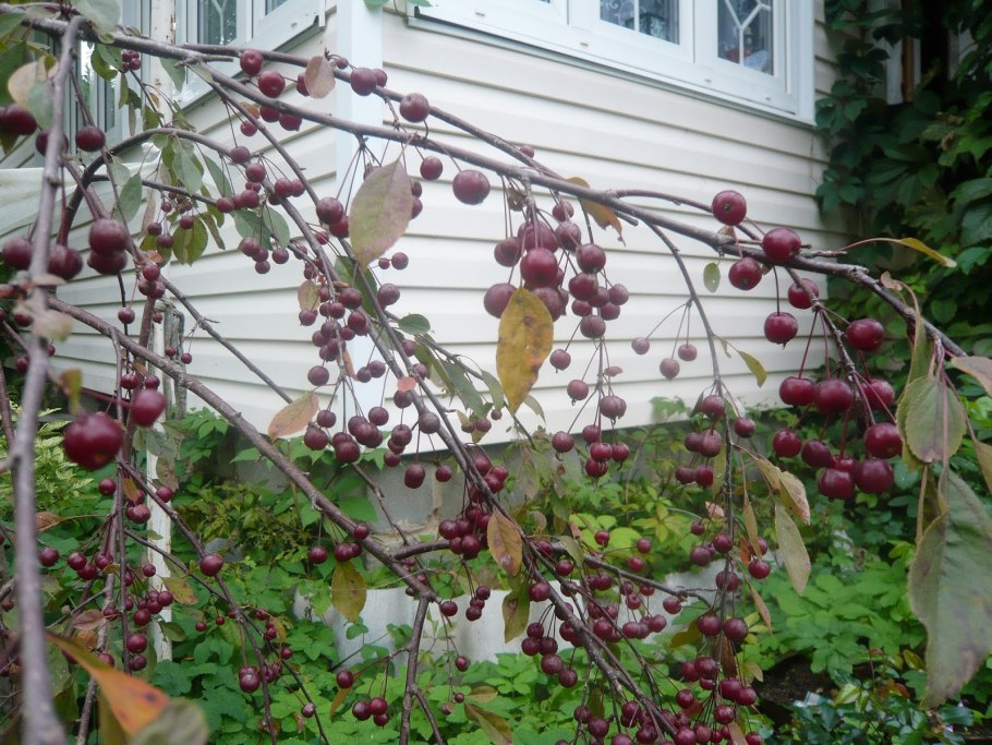 Вишня Роял бургунди