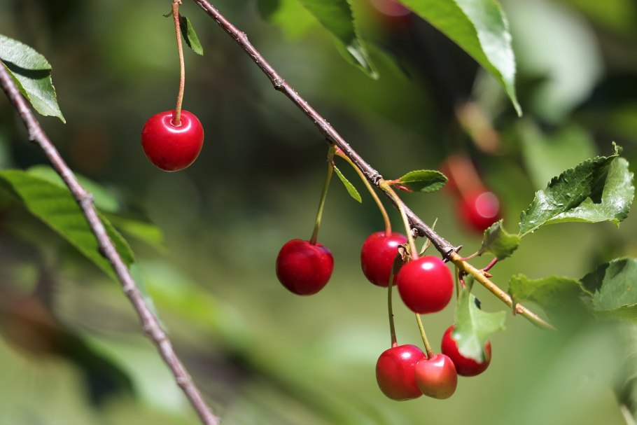 Сакура плодоносит