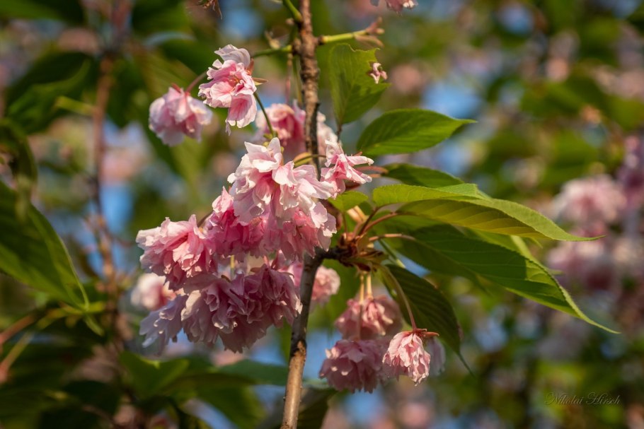 Слива краснолистная Голливуд
