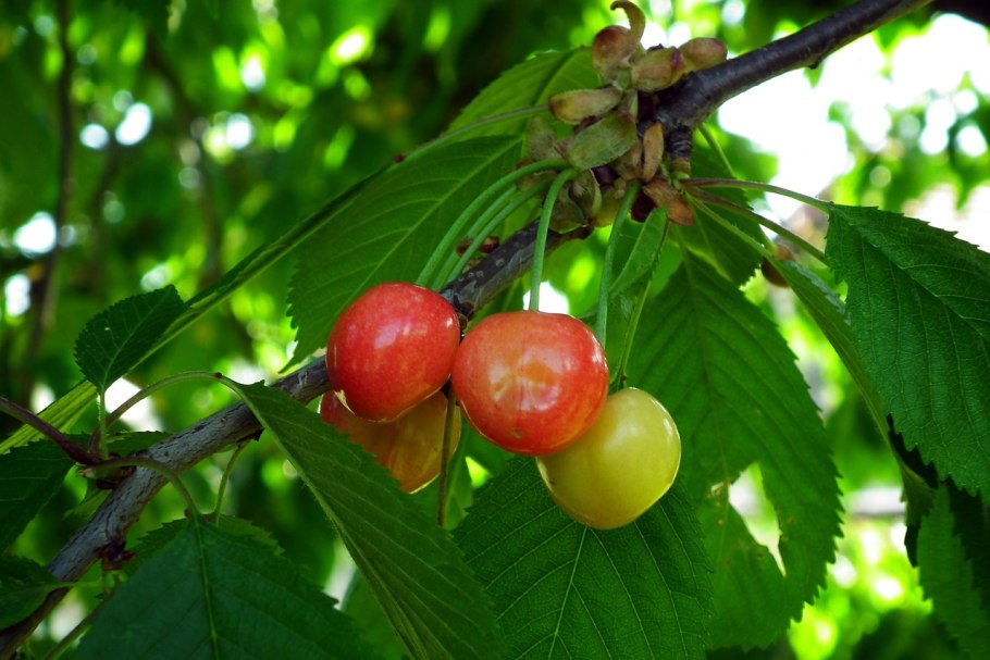 Вишня мелкопильчатая Роял бургунди