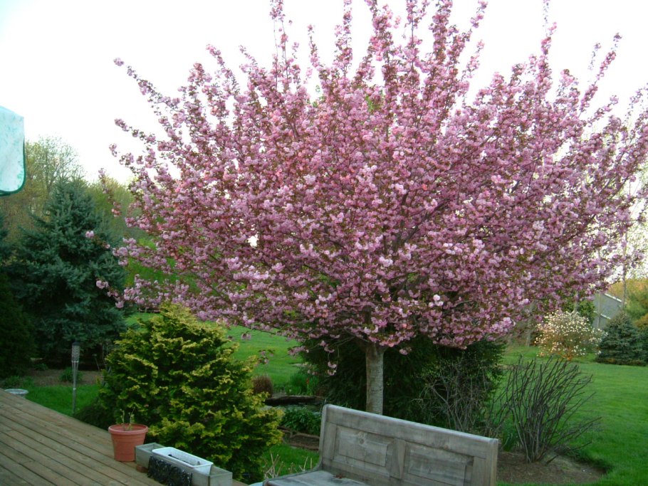 Вишня Растунья