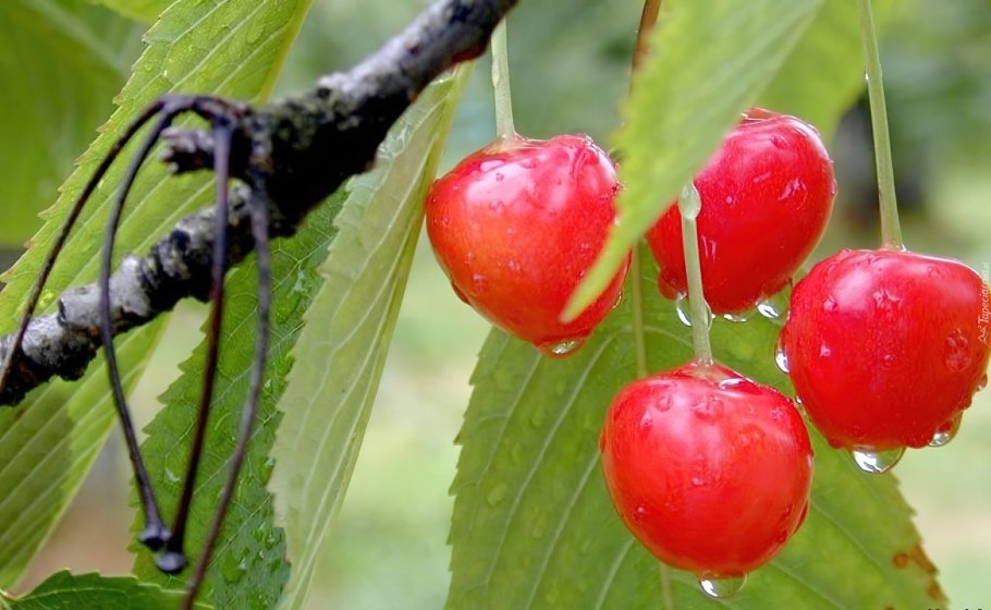 Вишня мелкопильчатая Royal Burgundy