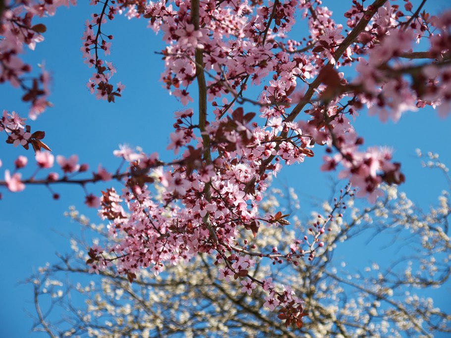 Вишня мелкопильчатая плоды