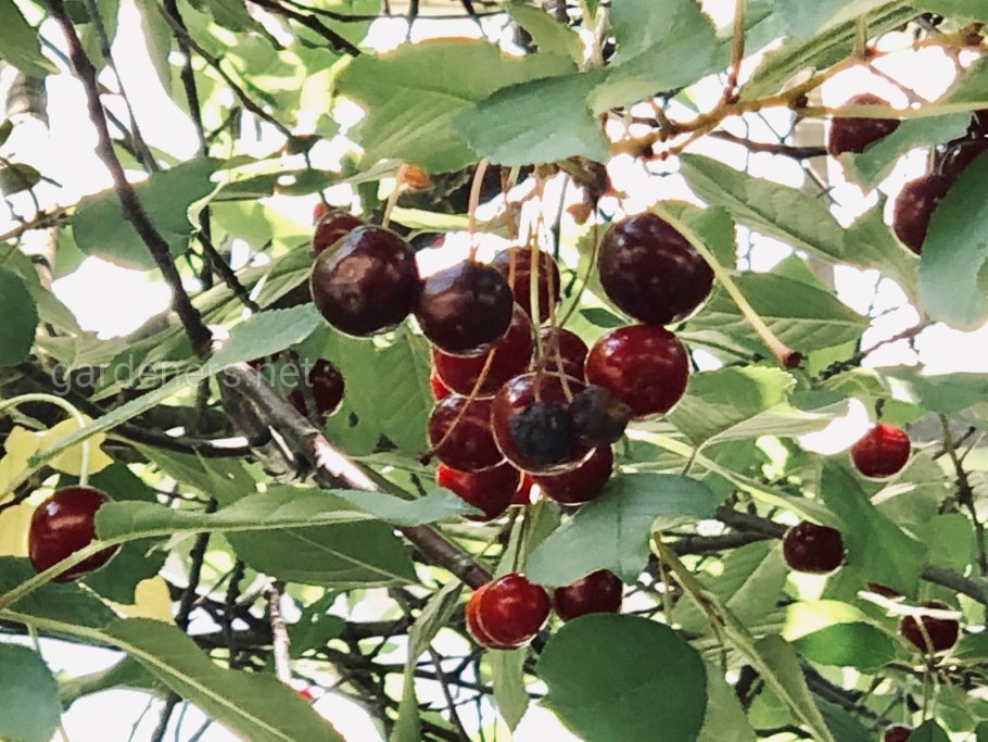 Вишня пильчатая (тибетская)