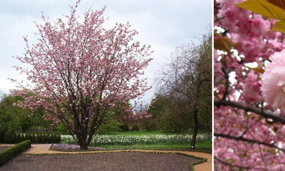 Вишня Канзан