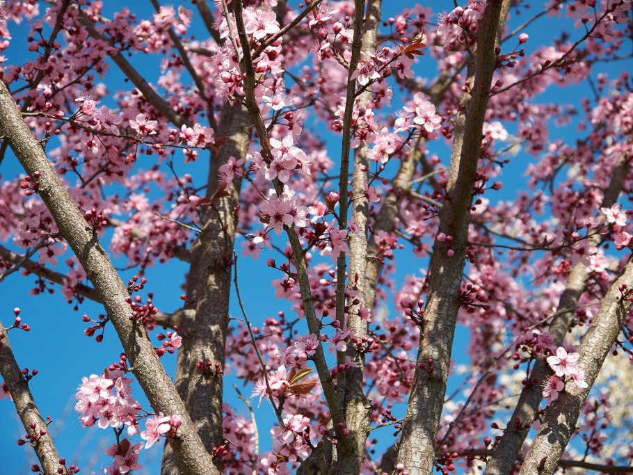 Вишня мелкопильчатая Сакура