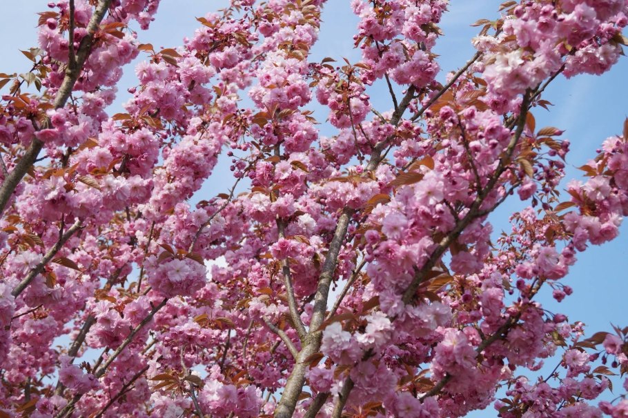 Вишня мелкопильчатая Роял