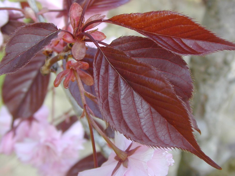 Prunus serrulata (вишня мелкопильчатая)