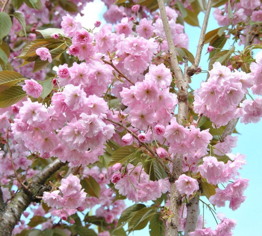 Плоды Сакуры японской