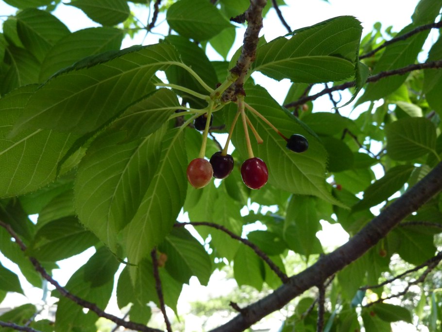 Вишня мелкопильчатая плоды