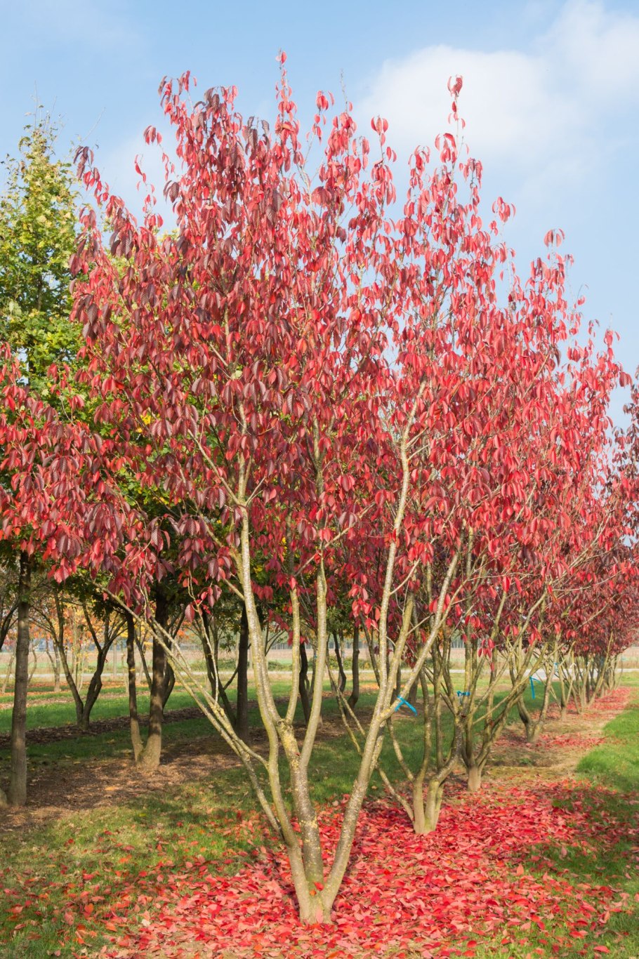 Вишня Брусницына