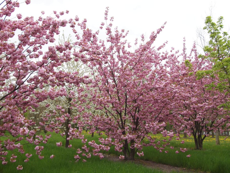 Вишня мелкопильчатая Роял