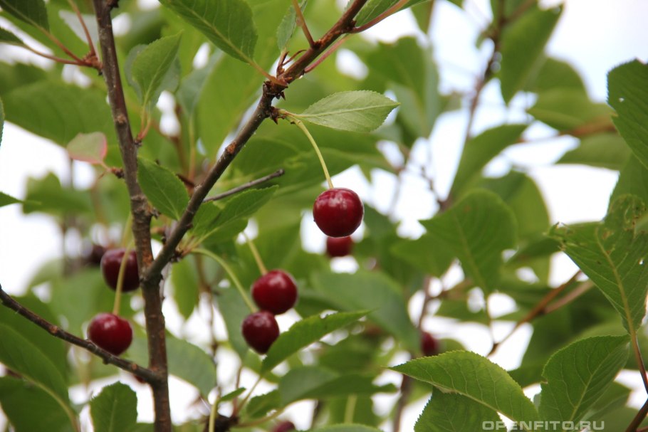 Вишня Канзан плоды