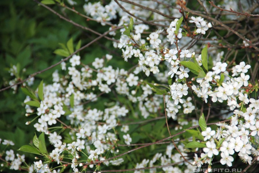 Мы вишни спелые садовые