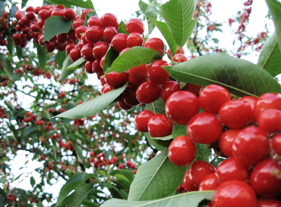 Красная облепиха шефердия