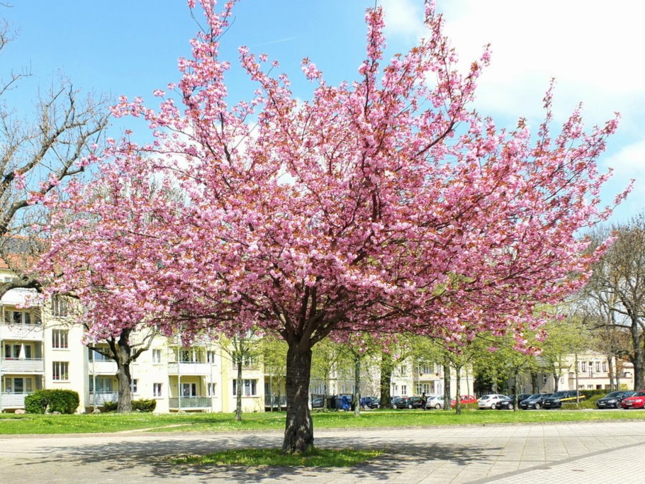 Декоративная вишня