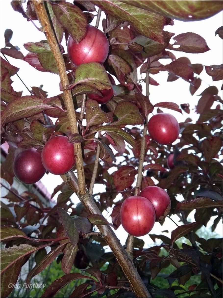 Вишня Любская дерево