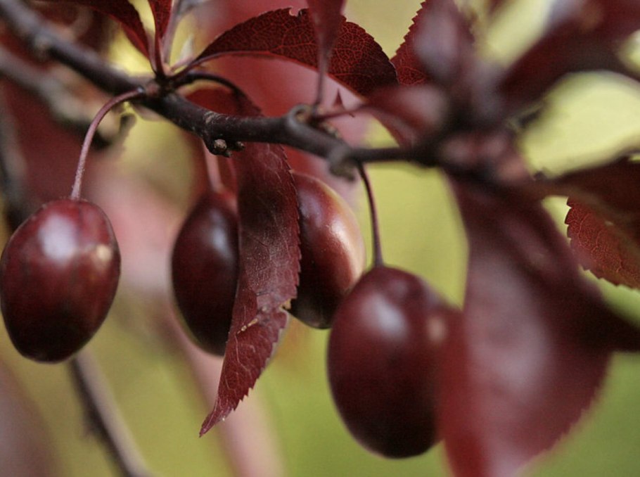 Вишня мелкопильчатая Кванзо