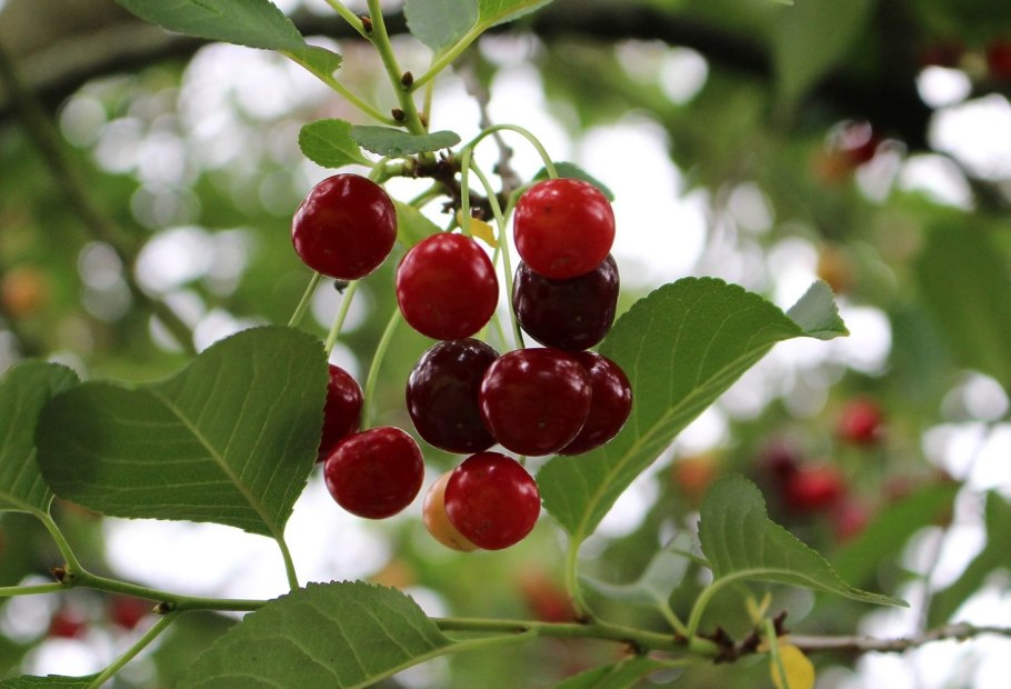 Гроздь вишни