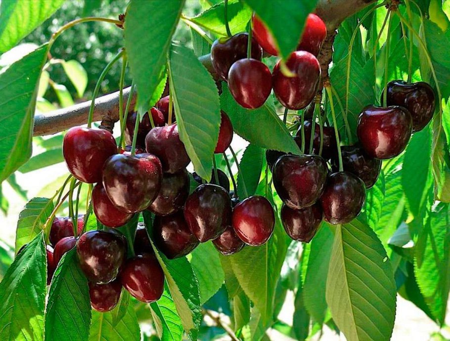 Сакура Канзан